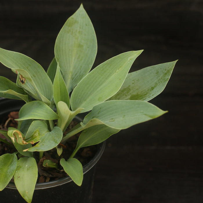 Hosta 'Halcyon'  - Halcyon Hosta - Shipped