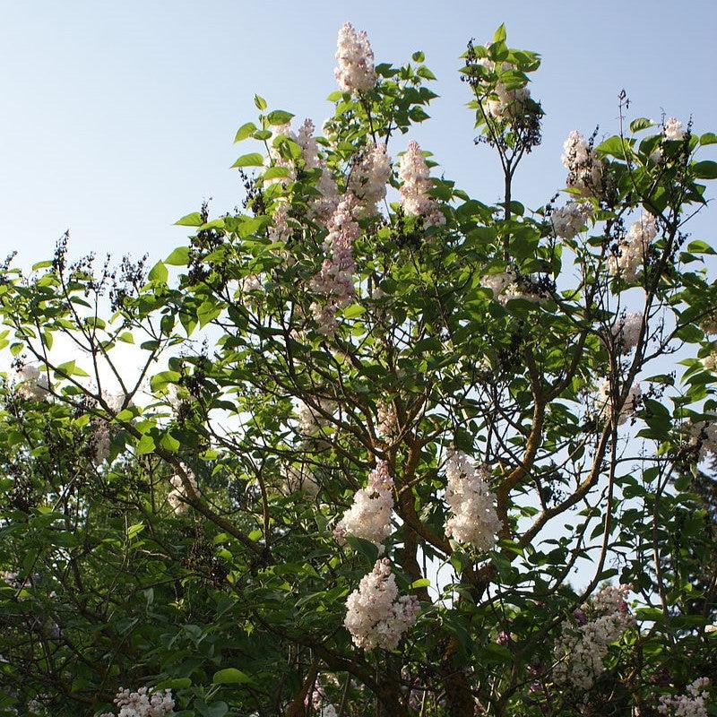 Beauty Of Moscow Lilac - Shipped
