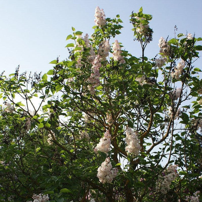 Beauty Of Moscow Lilac - Shipped