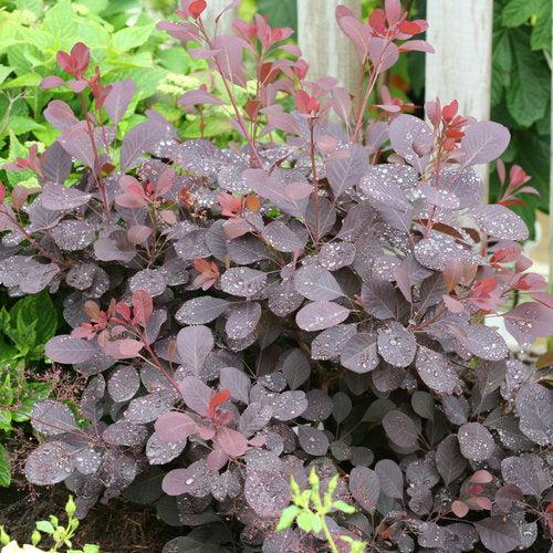 Winecraft Black® Smokebush - Shipped