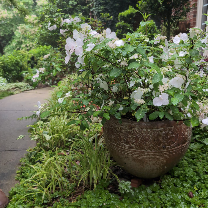 Hydrangea x ‘Fairytrail Bride'  - Fairytrail Bride® Cascade Hydrangea - Shipped