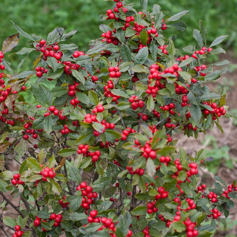 Holly (Ilex verticillata) Little Goblin® Red -  Shipped