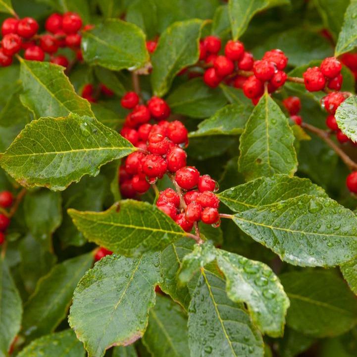 Holly (Ilex verticillata) Wildfire™ - Shipped