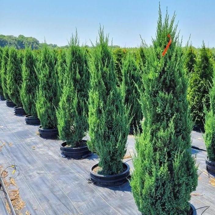 Juniperus chinensis 'Blue Point' - Shipped