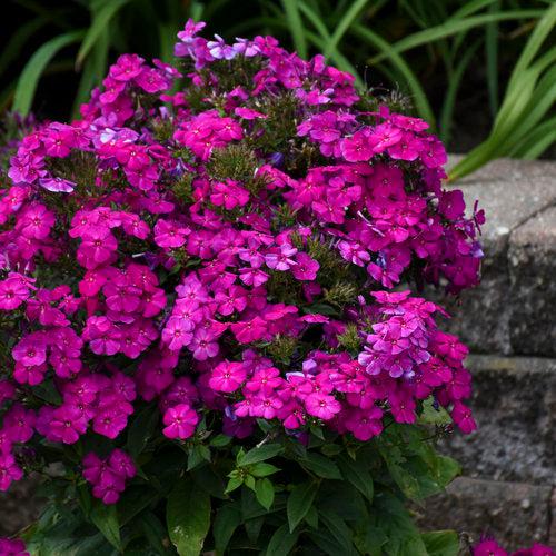 Luminary® Ultraviolet Phlox - Shipped