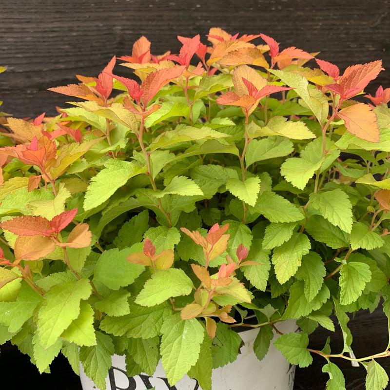 Double Play® Candy Corn® Spirea - Shipped