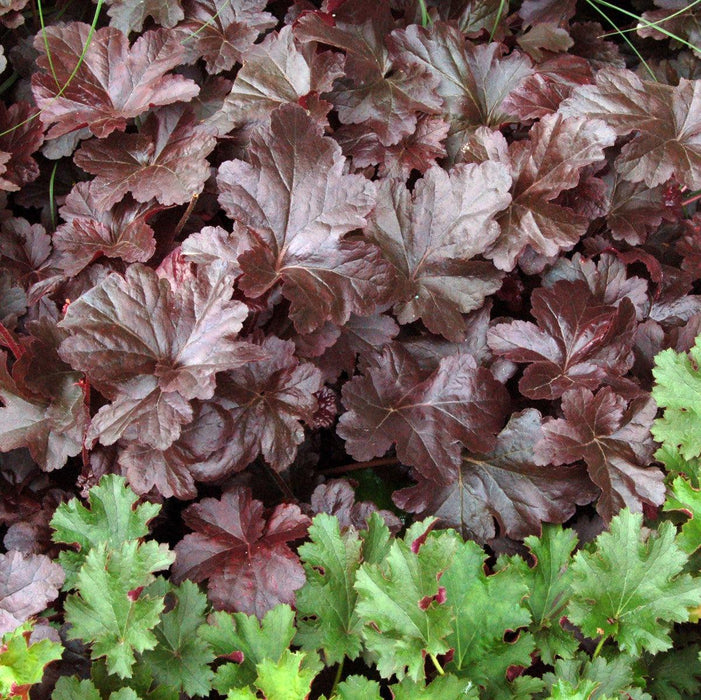 Heuchera 'Obsidian'  - Obsidian Coral Bells - Shipped