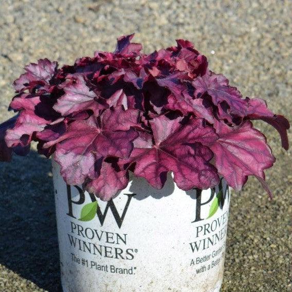 Primo® Wild Rose Heuchera - Shipped