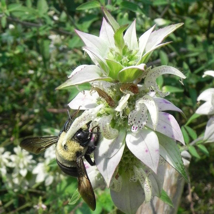 Monarda punctata  - Spotted Beebalm - Shipped