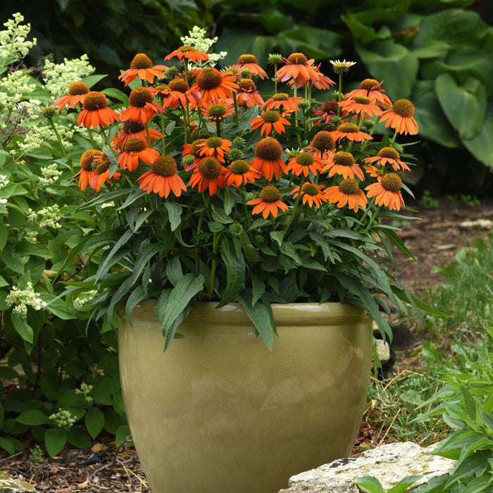 Echinacea 'PAS1308374'  - Artisan™ Soft Orange Coneflower - Shipped