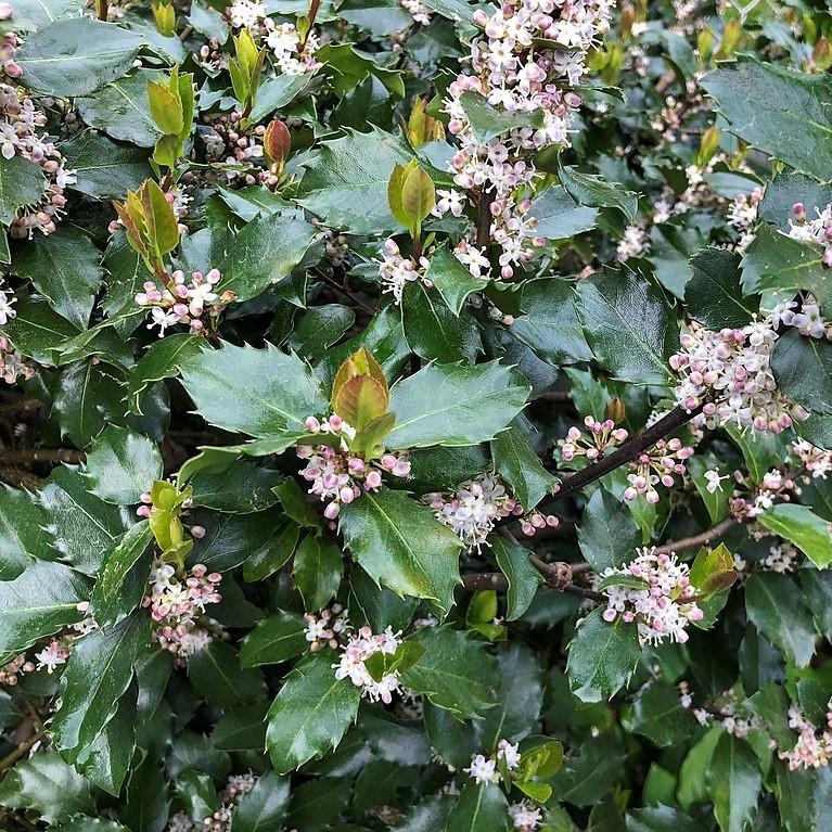 Blue Prince Holly - Shipped