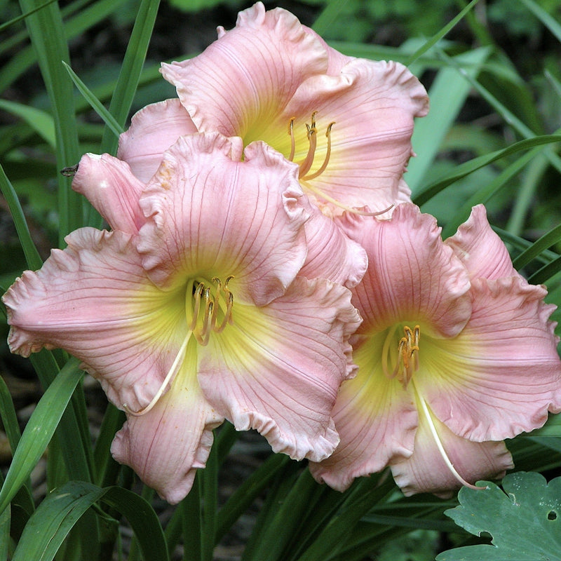 Jolyene Nichole Daylily - Shipped