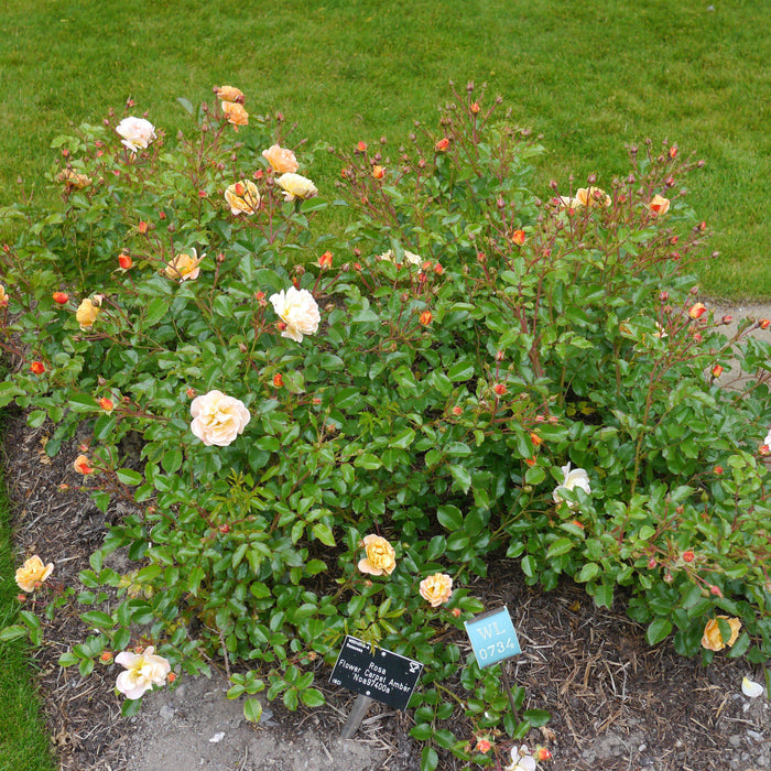 Flower Carpet® Amber Rose - Shipped