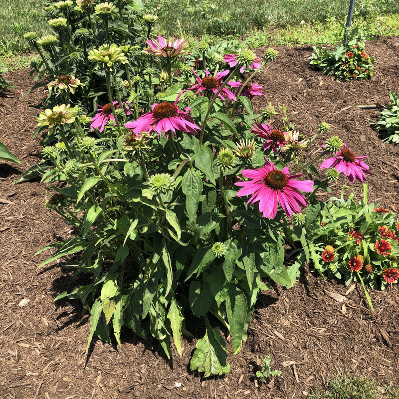 Green Twister Echinacea, Coneflower - Shipped