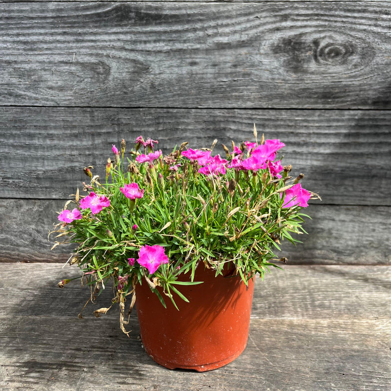 Firewitch Dianthus, Cheddar Pink - Shipped