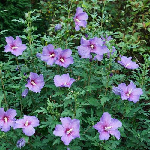 Paraplu Violet® Rose of Sharon - Shipped