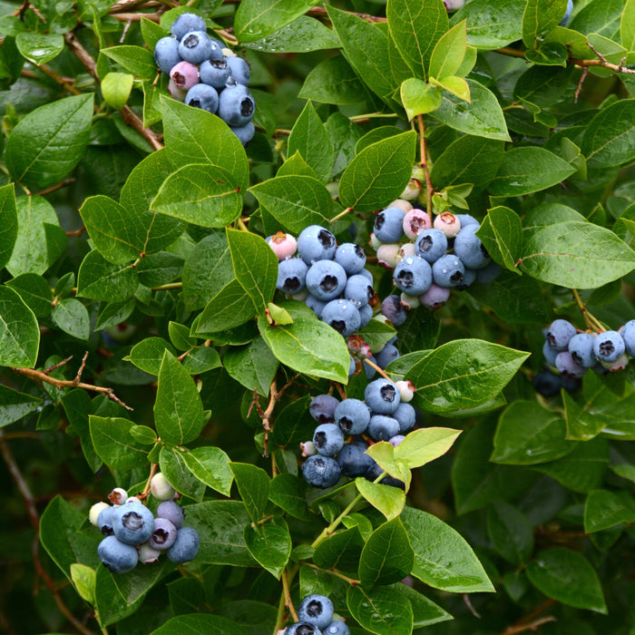 Vaccinium corymbosum 'Bluejay'  - Bluejay Blueberry - Shipped