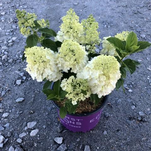 First Editions® Little Hottie® Hydrangea - Shipped