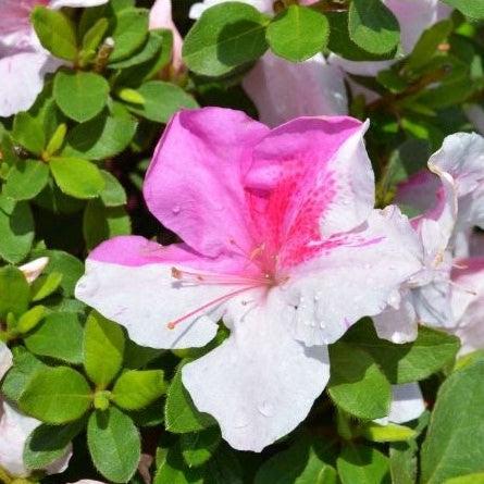 Rhododendron ‘Conlep’  - Encore® Autumn Twist™ Azalea - Shipped