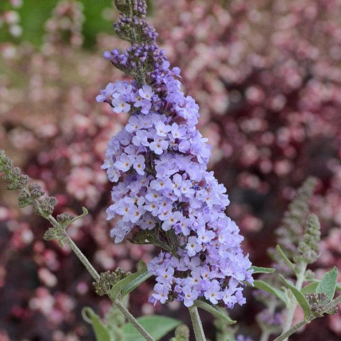 Buddleia 'Glass Slippers' PP27,832  - MONARCH® Glass Slippers Butterfly Bush - Shipped