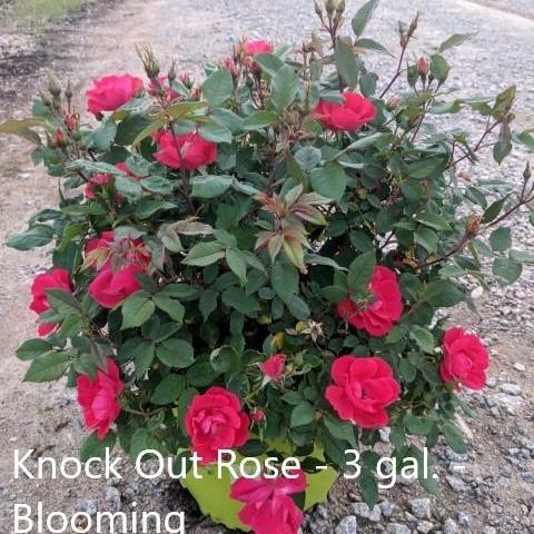 Knock Out® Shrub Rose, Red - Shipped