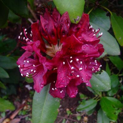 RHODODENDRON `DARK LORD` - In Store Pickup