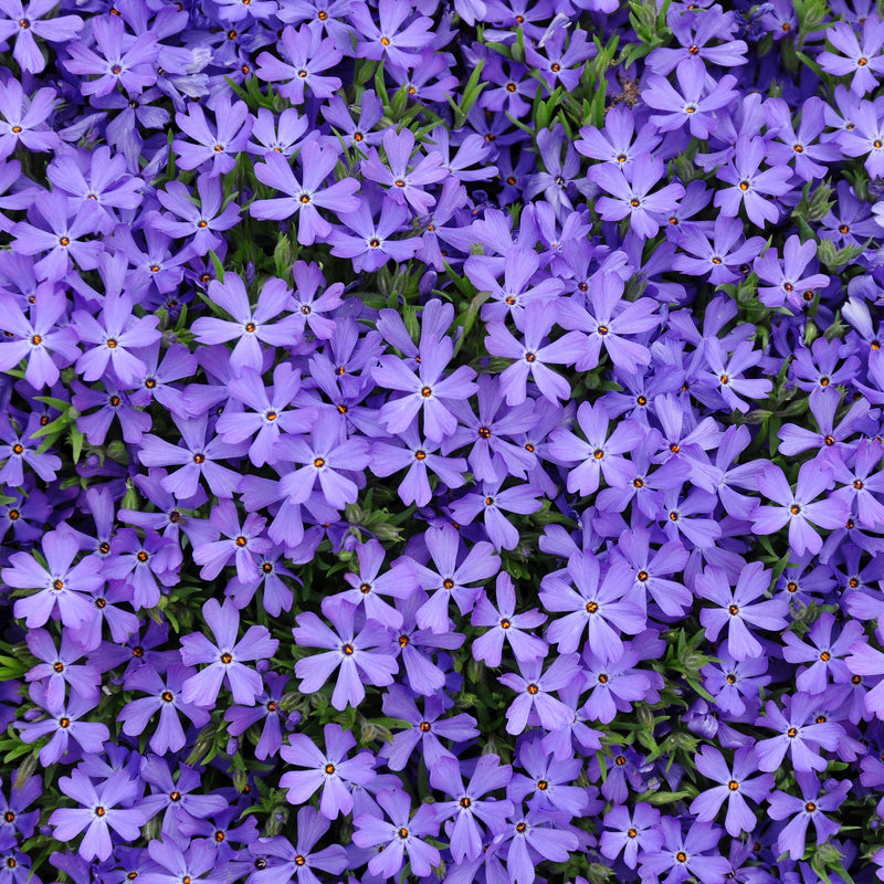 Violet Pinwheels Phlox - Shipped