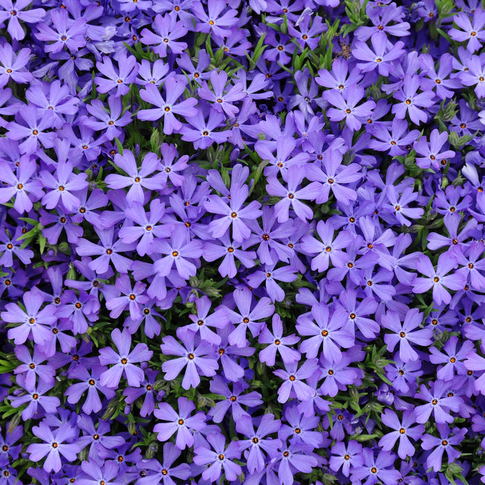 Violet Pinwheels Phlox - Shipped