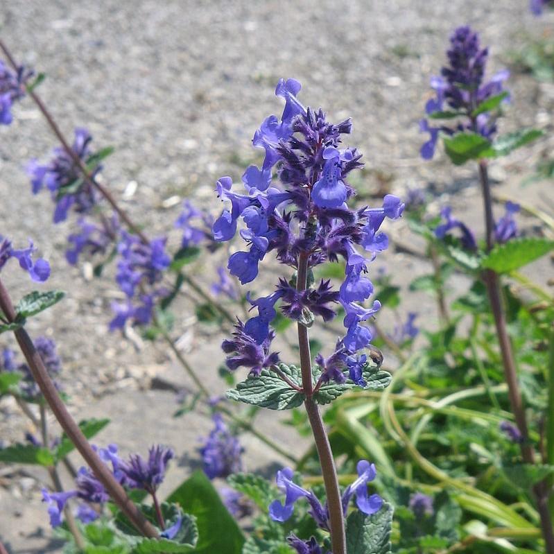Purrsian Blue Catmint - Shipped