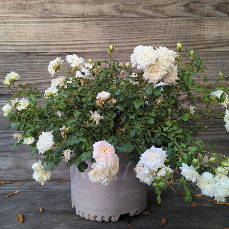 White Drift® Rose - Shipped