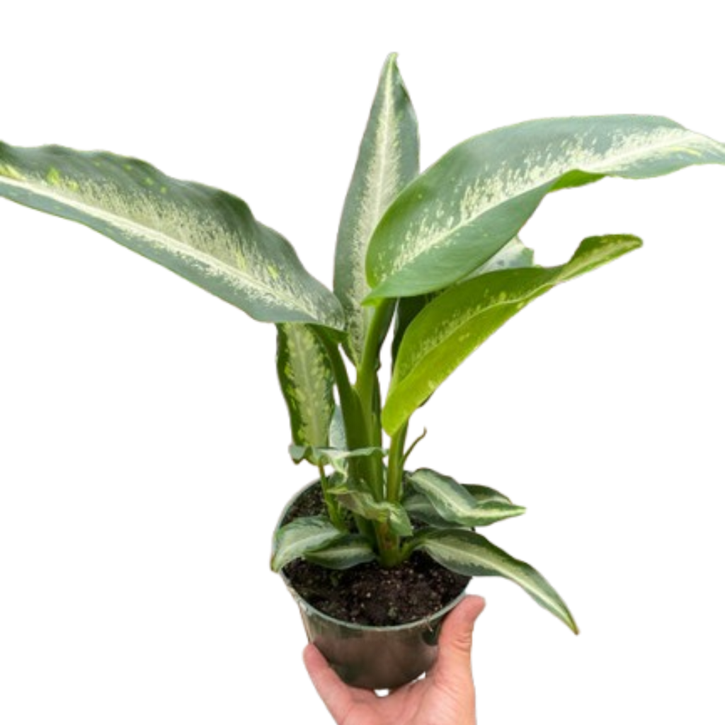 Dieffenbachia Panther Cream Green