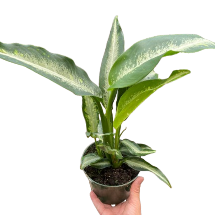 common name for dieffenbachia Dieffenbachia Panther