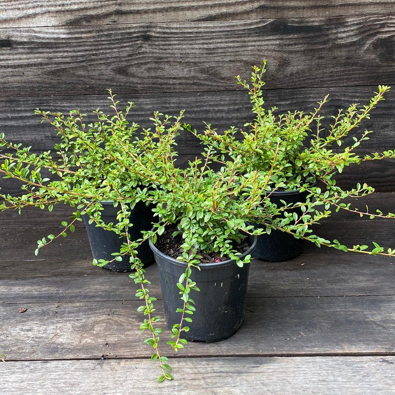 Coral Beauty Cotoneaster - Shipped