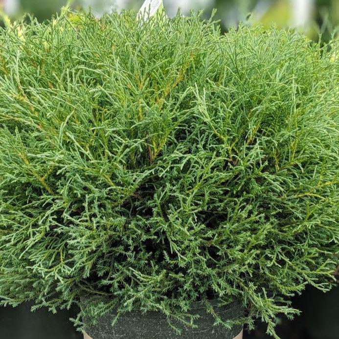 Mr. Bowling Ball® Arborvitae - Shipped
