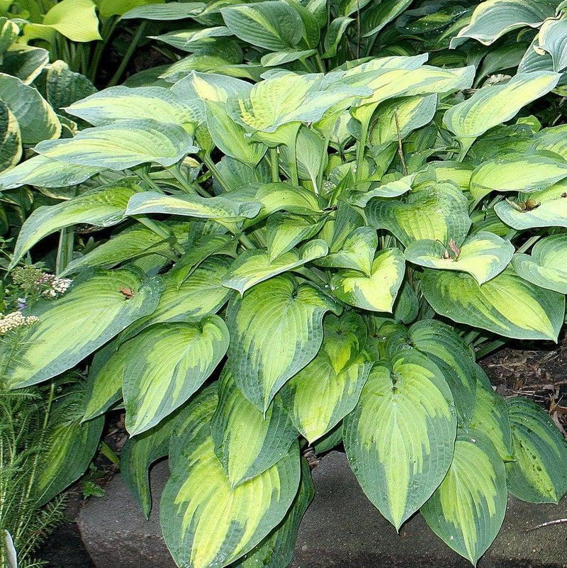 Paul's Glory Hosta - Shipped