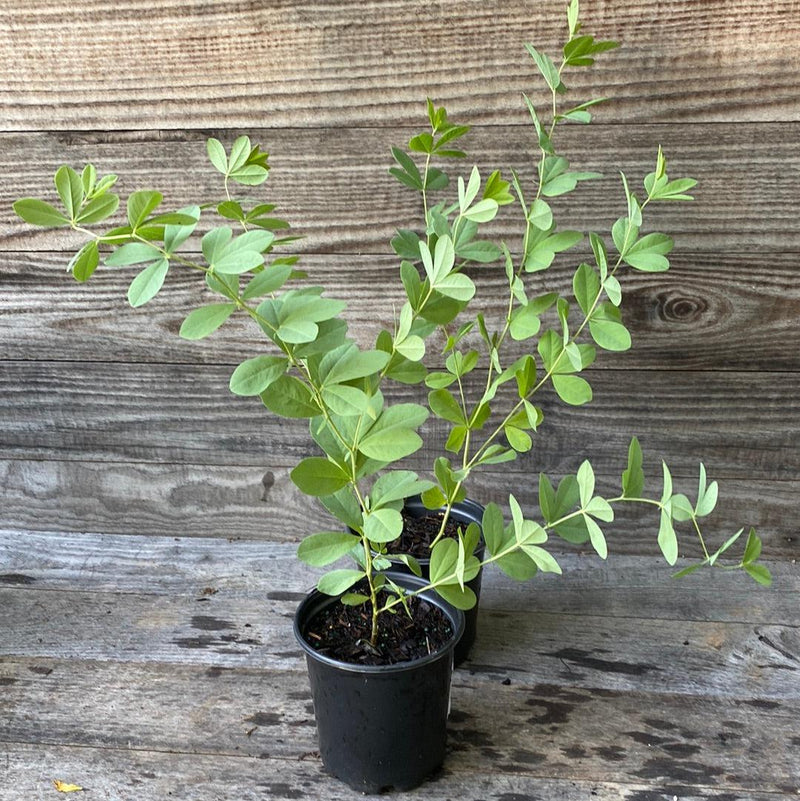 Blue False Indigo - Shipped