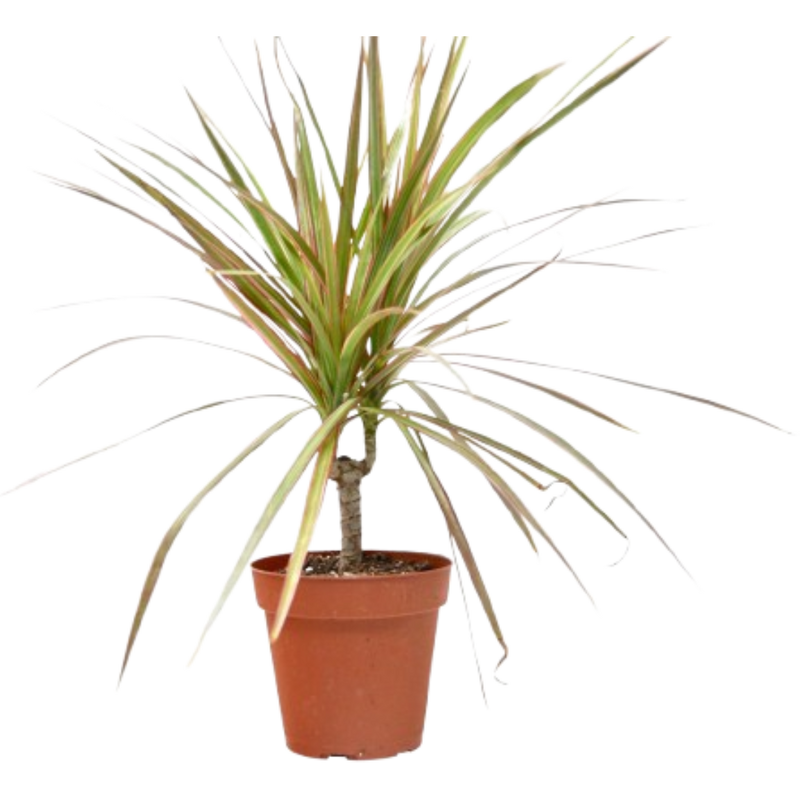 Dracaena 'Red Margined' - 4" Pot