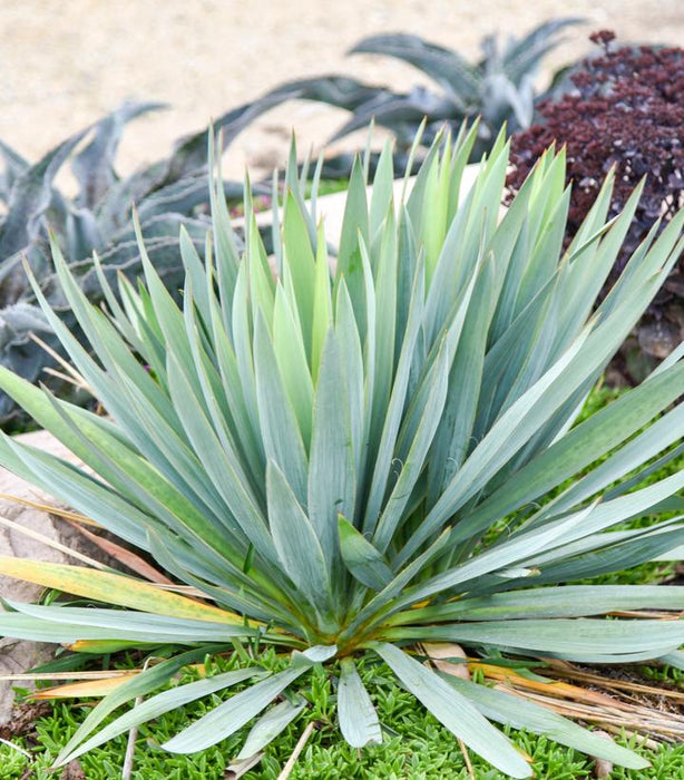 YUCCA 'DRAGON SLAYER' - In Store Pickup
