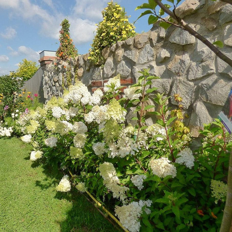 First Editions® Berry White® Hydrangea - Shipped