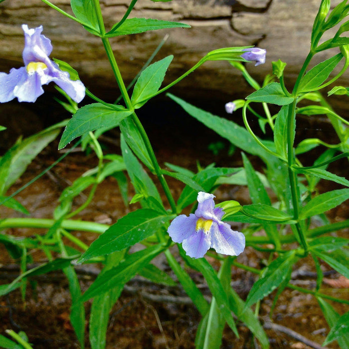 Mimulus ringens  - Allegheny Monkey Flower - Shipped