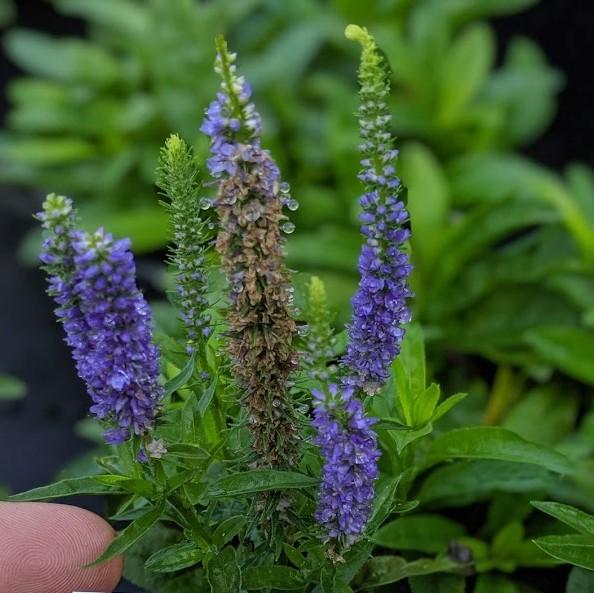 Royal Candles Speedwell - Shipped