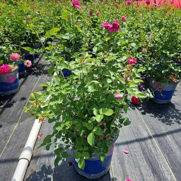Rosa 'LIMkiss'  - True Bloom™ True Gratitude™ Rose - Shipped