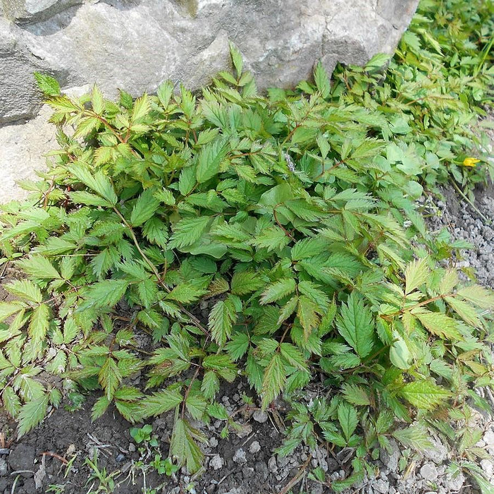 Astilbe chinensis 'Pumila'  - Pumila Chinese Astilbe - Shipped