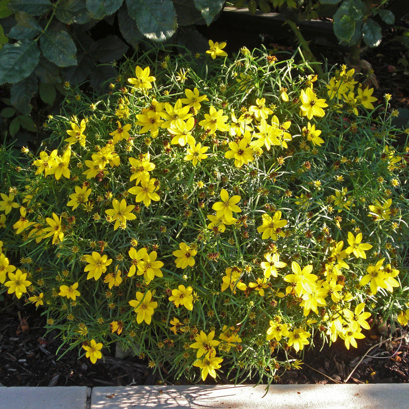 Zagreb Threadleaf Tickseed - Shipped