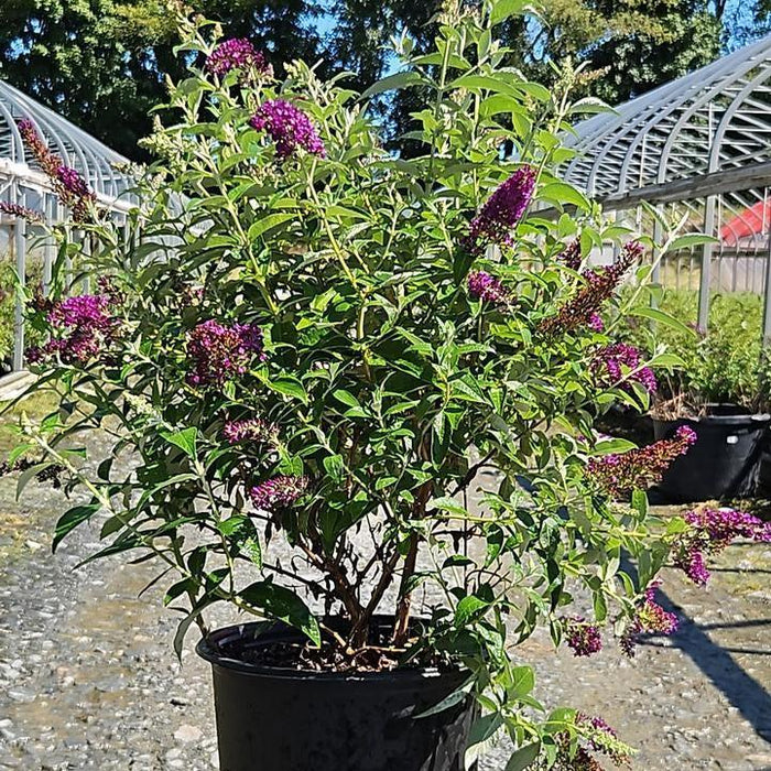 Buddleia 'Dark Dynasty' PP27,834  - MONARCH® Dark Dynasty Butterfly Bush - Shipped