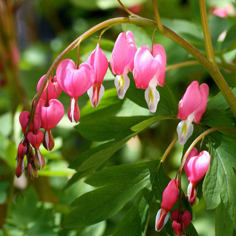 Asian Bleeding Heart - Shipped