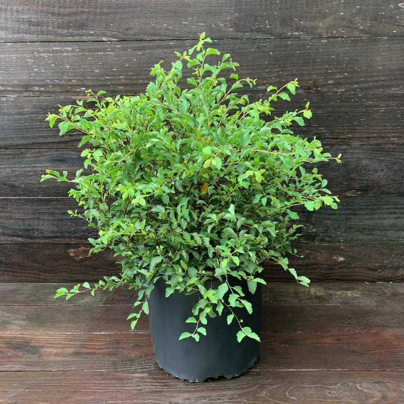 Renaissance Spirea - Shipped