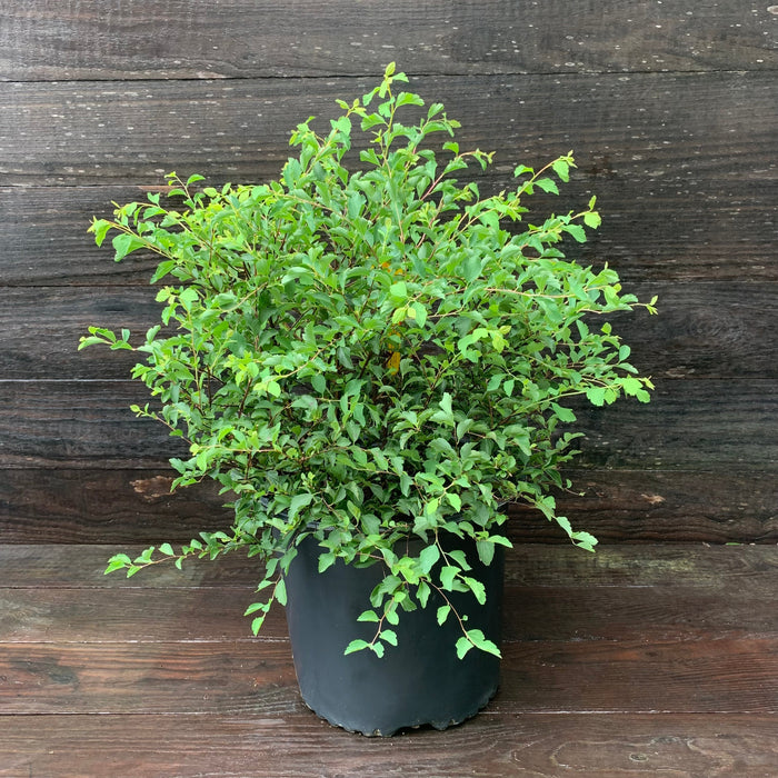 Renaissance Spirea - Shipped