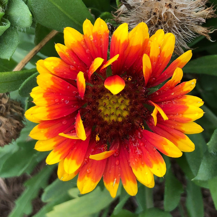 Gaillardia aristata 'Spintop Red Starburst'  - Spintop™ Red Starburst Blanket Flower - Shipped