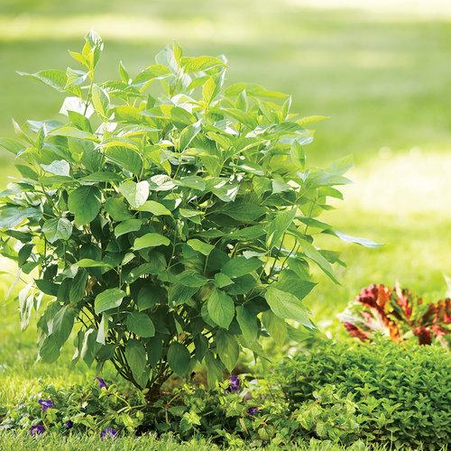Arctic Fire® Red Twig Dogwood - Shipped
